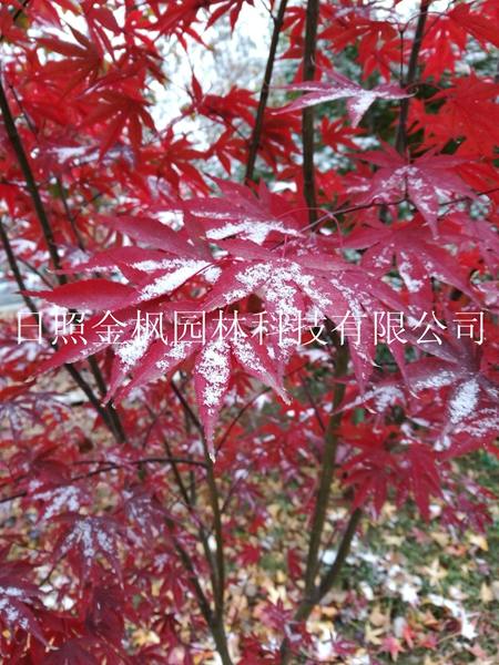 火焰楓