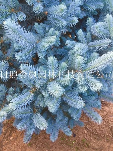 美國(guó)藍(lán)杉（科羅拉多藍(lán)杉）