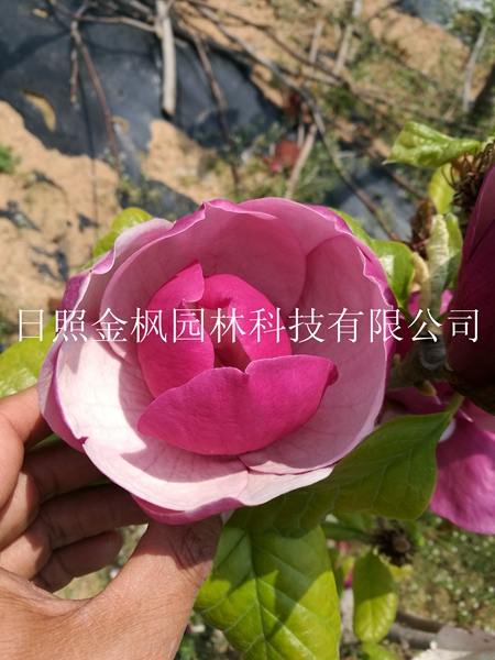 林內(nèi)玉蘭（大花型）