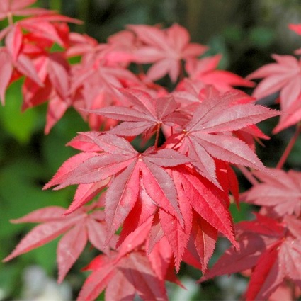 歐洲紅櫟又獲金獎(jiǎng)