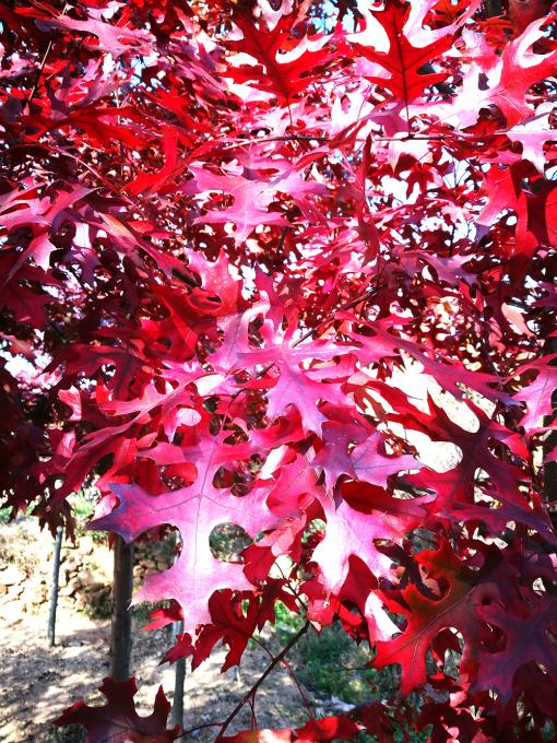 2011年沼生櫟秋季葉片