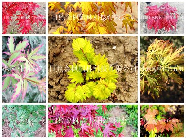 日本紅楓系列品種