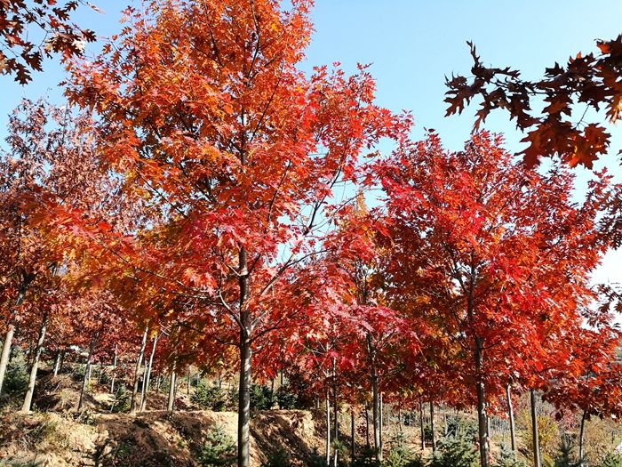 紅橡樹(shù)（北美種源、歐洲種源）