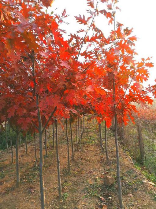 北美紅櫟--傳奇