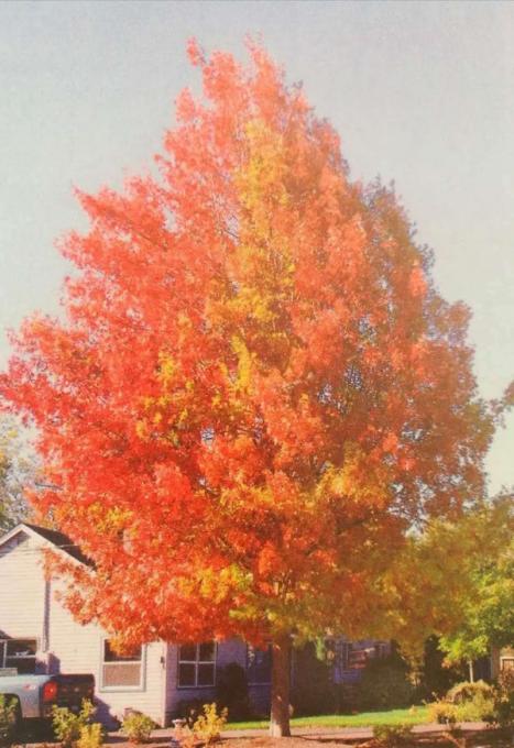 沼生櫟--太平洋光輝