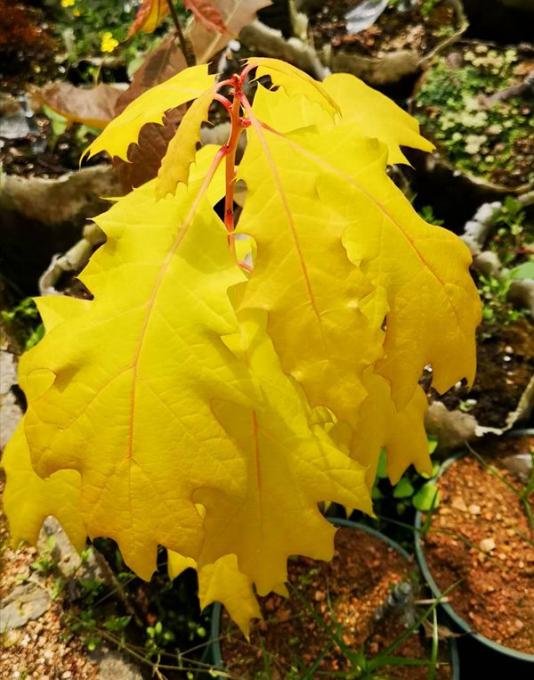 北美紅櫟--金色王子